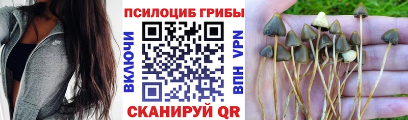 Псилоцибиновые грибы Cubensis  сколько стоит  kraken как зайти  Уссурийск 
